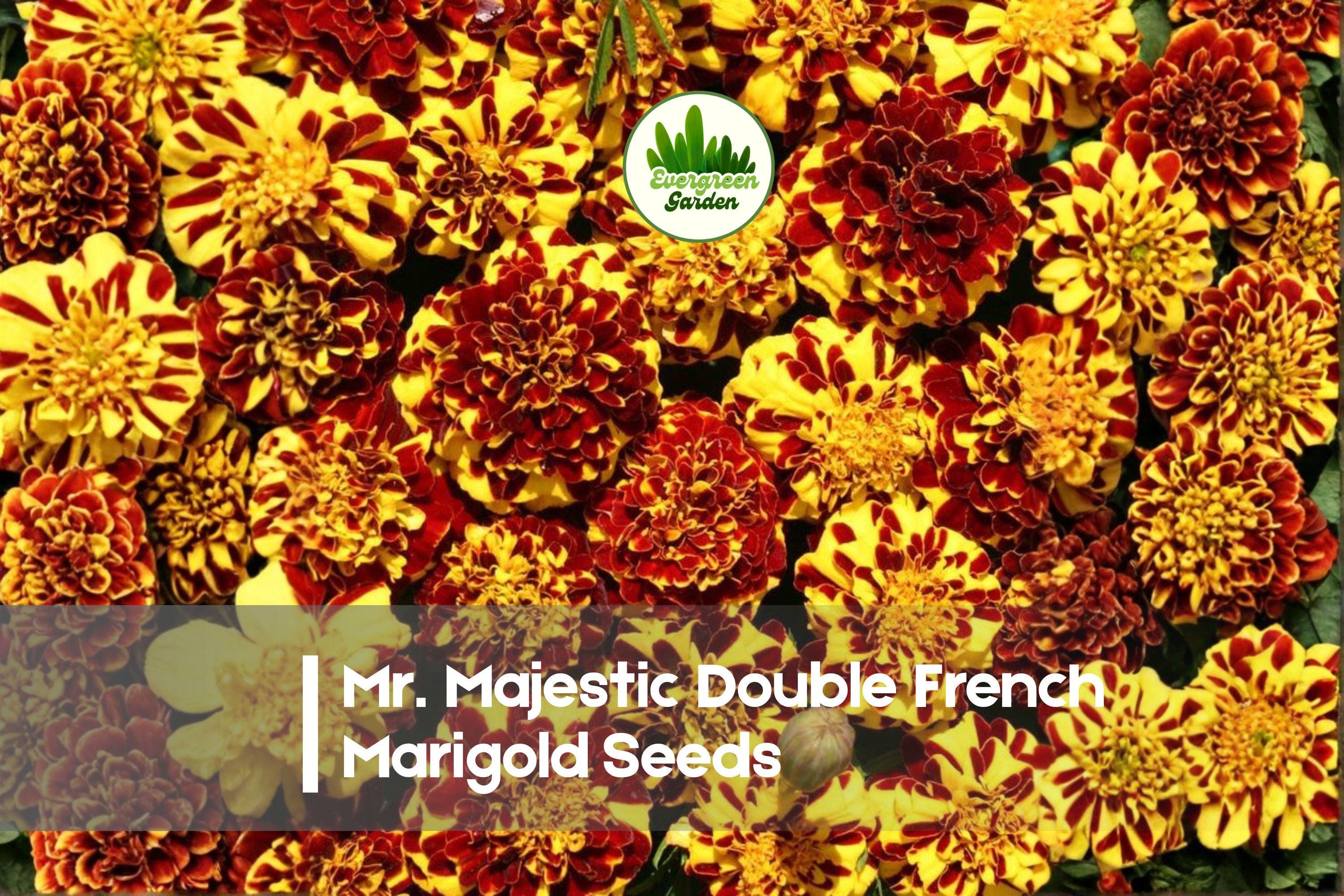 French Marigold Seeds, Double Bicolor Red & Yellow, Tagetes patula, Compact Annual for Borders & Containers