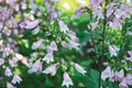 Calico Beardtongue Seeds – Penstemon calycosus, Pink to Lavender Tubular Flowers, Perennial Wildflower, Native Pollinator Plant