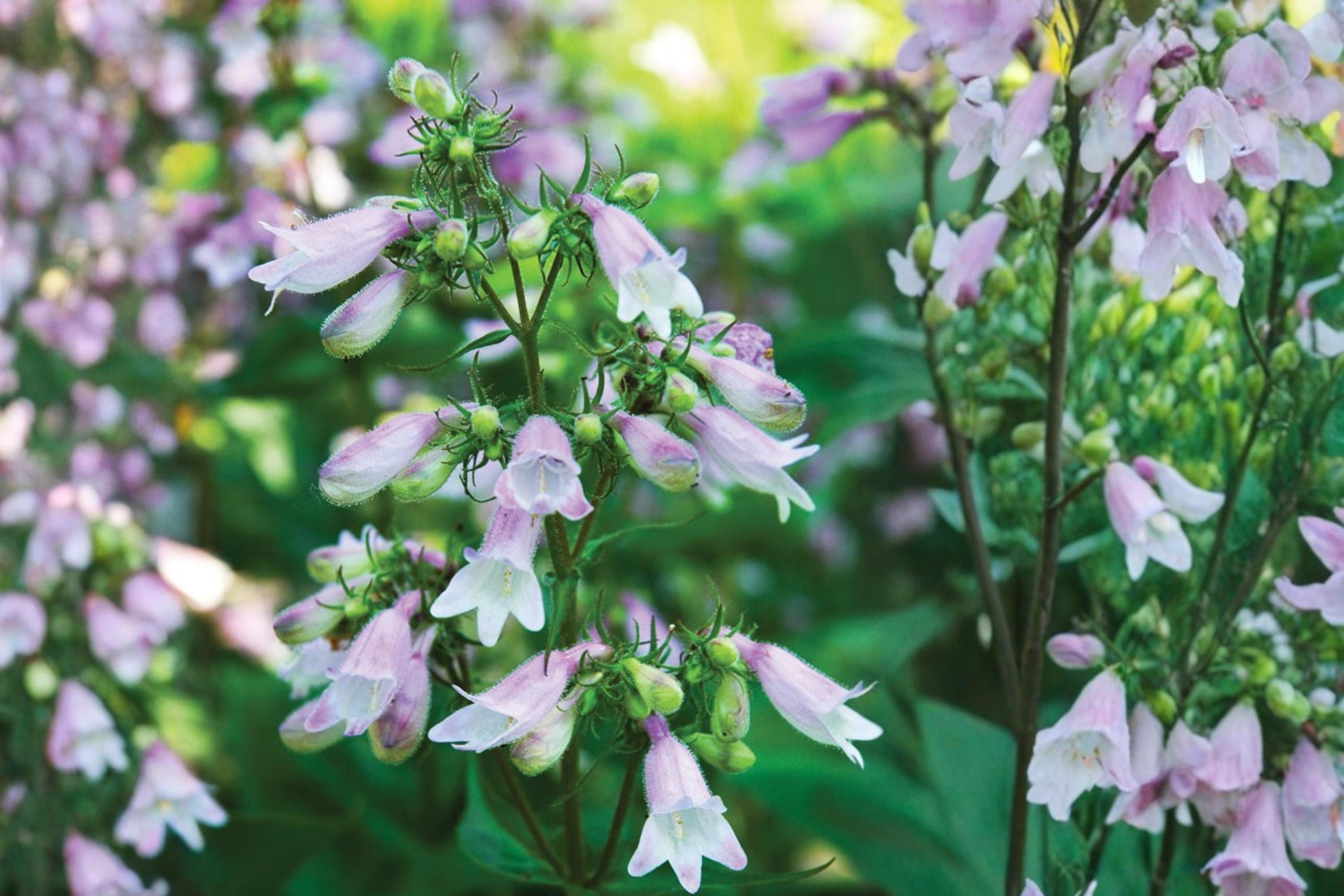 Calico Beardtongue Seeds – Penstemon calycosus, Pink to Lavender Tubular Flowers, Perennial Wildflower, Native Pollinator Plant