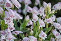 Foxglove Beardtongue Seeds – Penstemon digitalis Herbaceous Perennial with White Pink Tubular Flowers, Wildflower Garden Plant