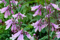 Hairy Beardtongue Seeds – Penstemon hirsutus, Lavender Tubular Flowers, Native Perennial for Wildflower Gardens & Borders