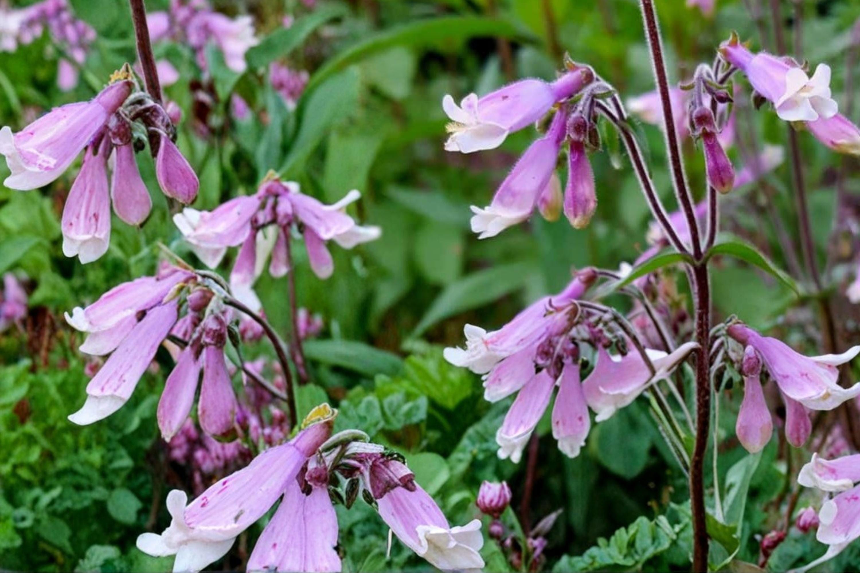 Hairy Beardtongue Seeds – Penstemon hirsutus, Lavender Tubular Flowers, Native Perennial for Wildflower Gardens & Borders