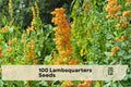 100 Lambsquarters Seeds Chenopodium album - Edible Leafy Annual Plant for Garden, Outdoor, Natural-Style Gardening