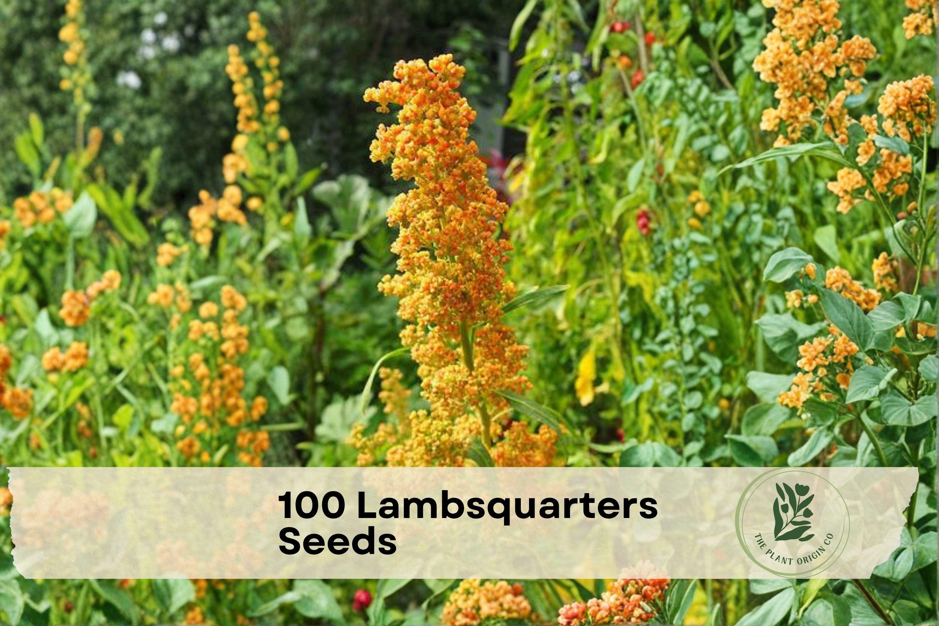 100 Lambsquarters Seeds Chenopodium album - Edible Leafy Annual Plant for Garden, Outdoor, Natural-Style Gardening
