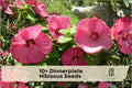 Dinnerplate Hibiscus Seeds - Large Showy Flowers, Mixed Colors, Tropical Perennial Hibiscus spp.