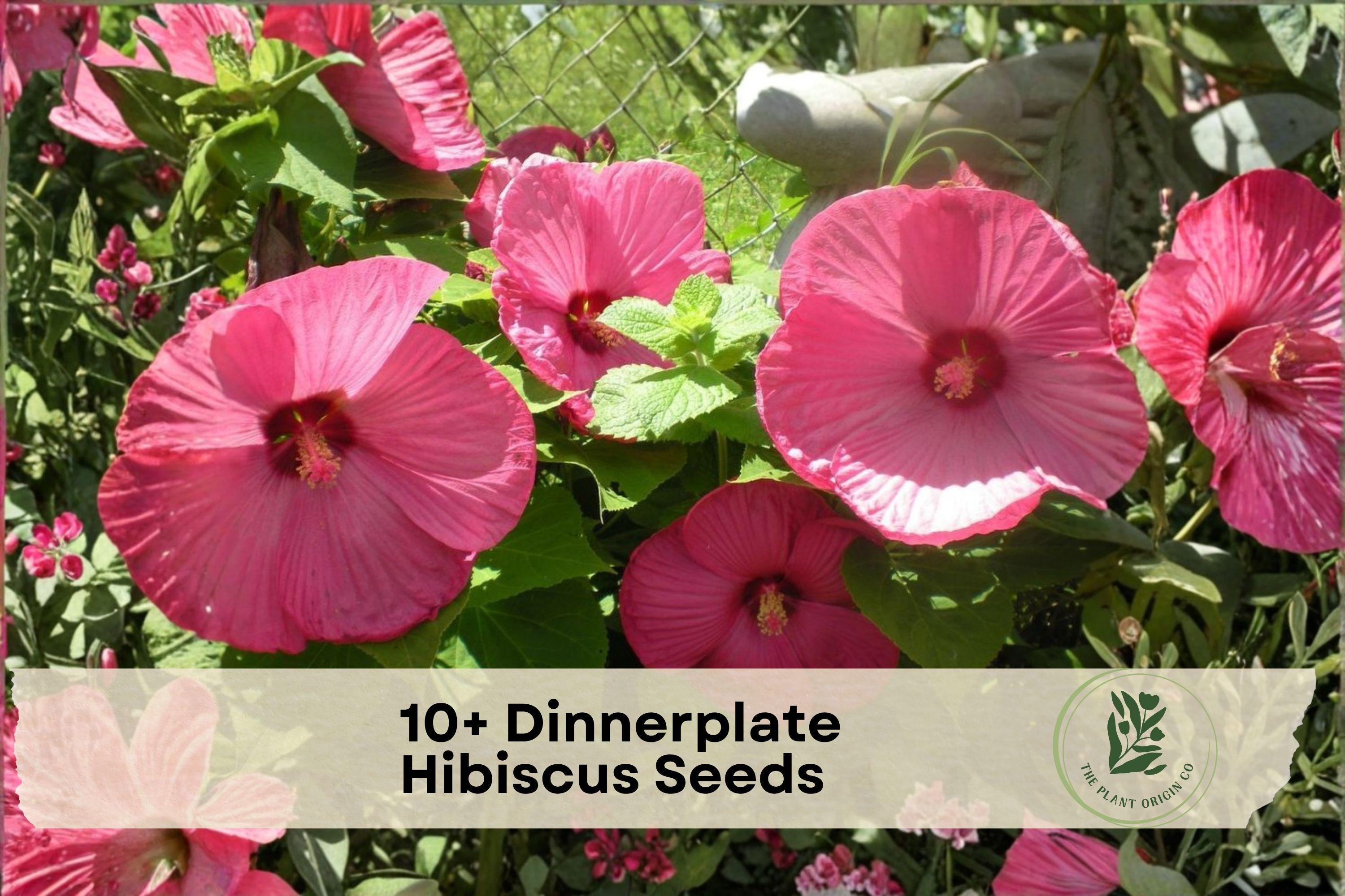 Dinnerplate Hibiscus Seeds - Large Showy Flowers, Mixed Colors, Tropical Perennial Hibiscus spp.