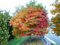Sassafras albidum Bare Root Trees – 2 Pack, Native Deciduous Shade Wildlife Garden Plants