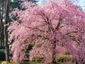 Autumnalis Cherry Tree Bare Root 2 ft, Pink Double Blooms, Ornamental Prunus subhirtella ‘Autumnalis’ for Garden Landscaping
