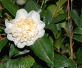 Live Camellia Japonica ‘Jury’s Yellow’ - Rare Pale Yellow Evergreen Flowering Shrub, Garden Plant