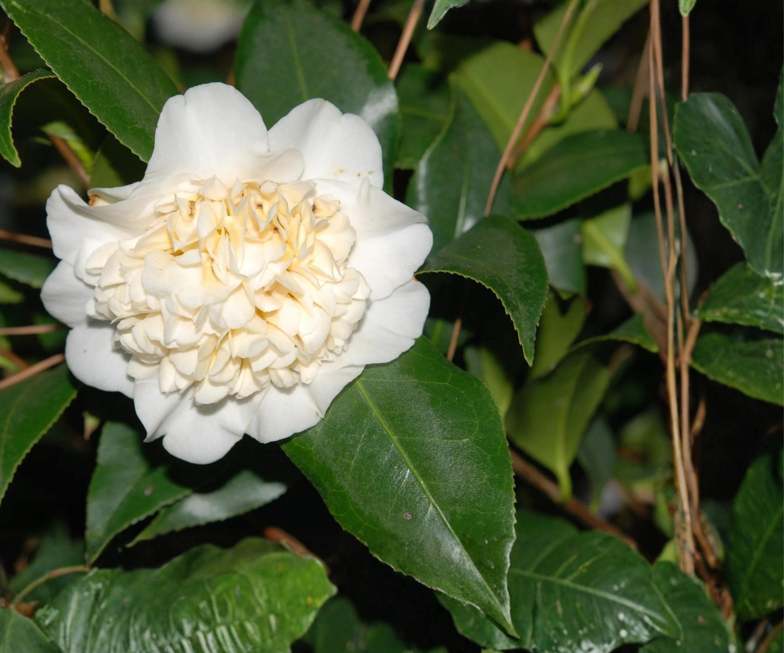 Live Camellia Japonica ‘Jury’s Yellow’ - Rare Pale Yellow Evergreen Flowering Shrub, Garden Plant