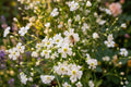 Baby’s Breath Seeds 100 White Gypsophila elegans – Delicate Filler Flower for Bouquets & Gardens