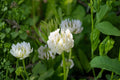 Berseem Clover Seeds 100 Pack | Egyptian Trifolium alexandrinum Forage Cover Crop & Soil Fertility