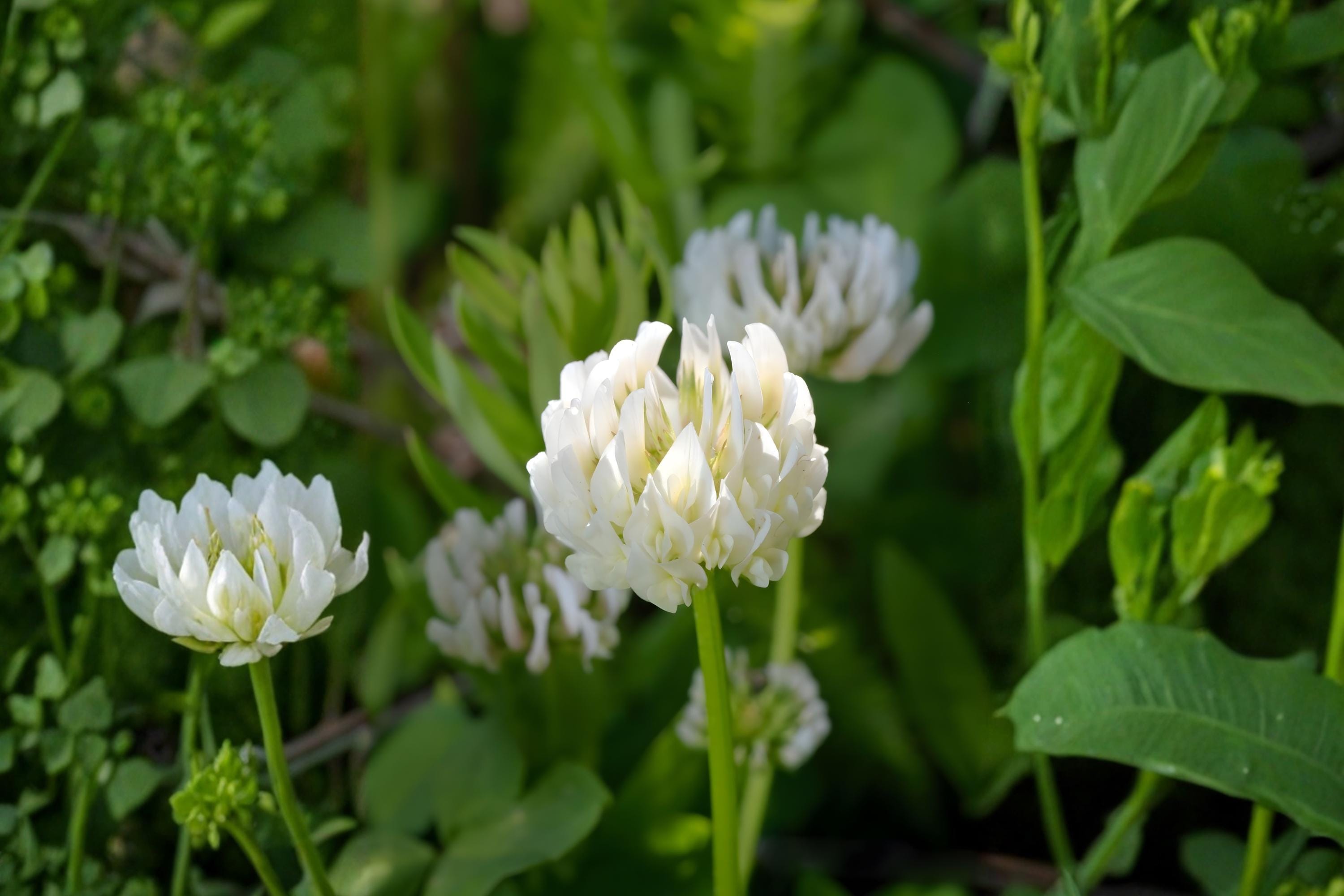 Berseem Clover Seeds 100 Pack | Egyptian Trifolium alexandrinum Forage Cover Crop & Soil Fertility