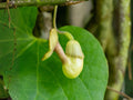 Dutchman’s Pipevine Seeds – Aristolochia tomentosa Heirloom Climbing Vine for Butterfly Gardens & Native Landscapes