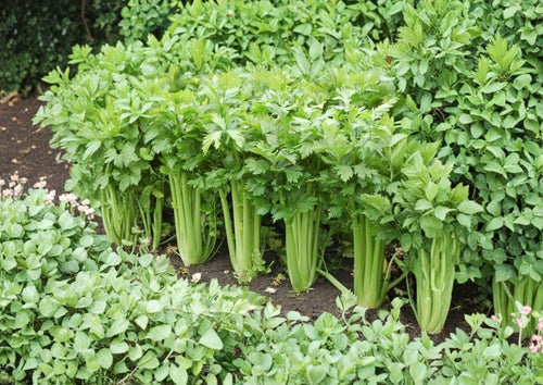 2000+ Tall Utah Celery Seeds Heirloom Non-GMO Apium graveolens Vegetable Garden Seeds for Crisp Stalks