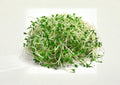 Organic Alfalfa Sprouting Seeds 1500+ Medicago sativa Microgreens for Sprouts, Salad, Superfood, Non-GMO, Indoor Garden Seeds