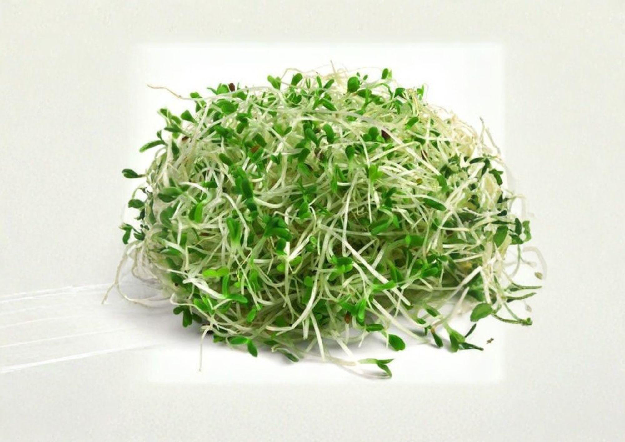Organic Alfalfa Sprouting Seeds 1500+ Medicago sativa Microgreens for Sprouts, Salad, Superfood, Non-GMO, Indoor Garden Seeds