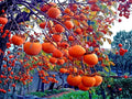 American Persimmon Trees – Bare Root 12-24 Inch, Native Diospyros virginiana, Edible Fruit & Wildlife Habitat