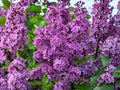 Old Fashioned Lilac Shrubs, Fragrant Purple Blooms, Syringa vulgaris, Cottage Garden Plants, Bare Root, 2 Pack