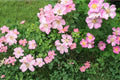 Illinois Rose Seeds – Rosa setigera Climbing Shrub, Pink Flowers, Ornamental Hips, Native Perennial Plant