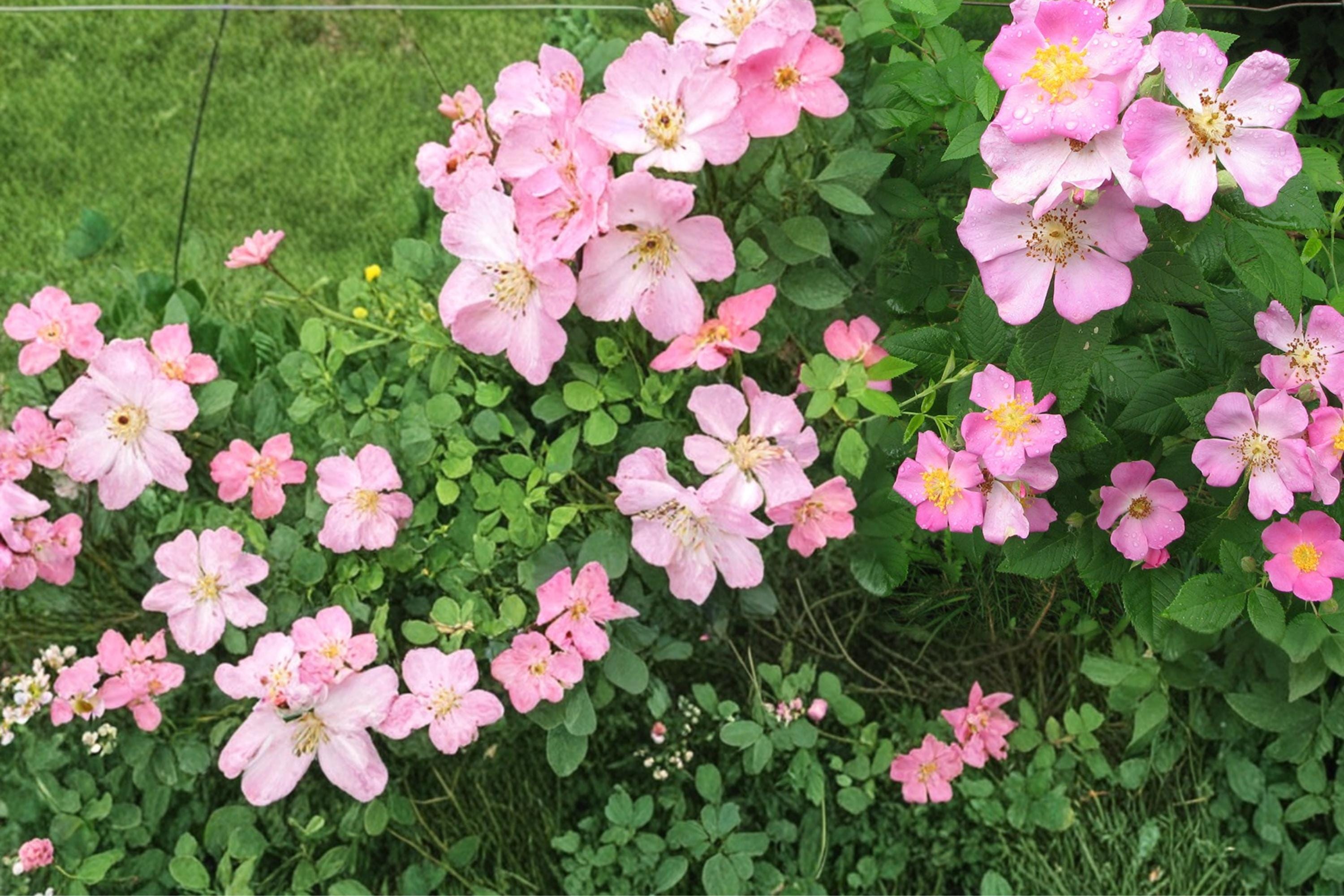 Illinois Rose Seeds – Rosa setigera Climbing Shrub, Pink Flowers, Ornamental Hips, Native Perennial Plant