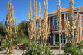 Great Water Dock Seeds – Rumex orbiculatus, Moisture-Loving Perennial for Wetlands, Pond Edges & Marsh Areas