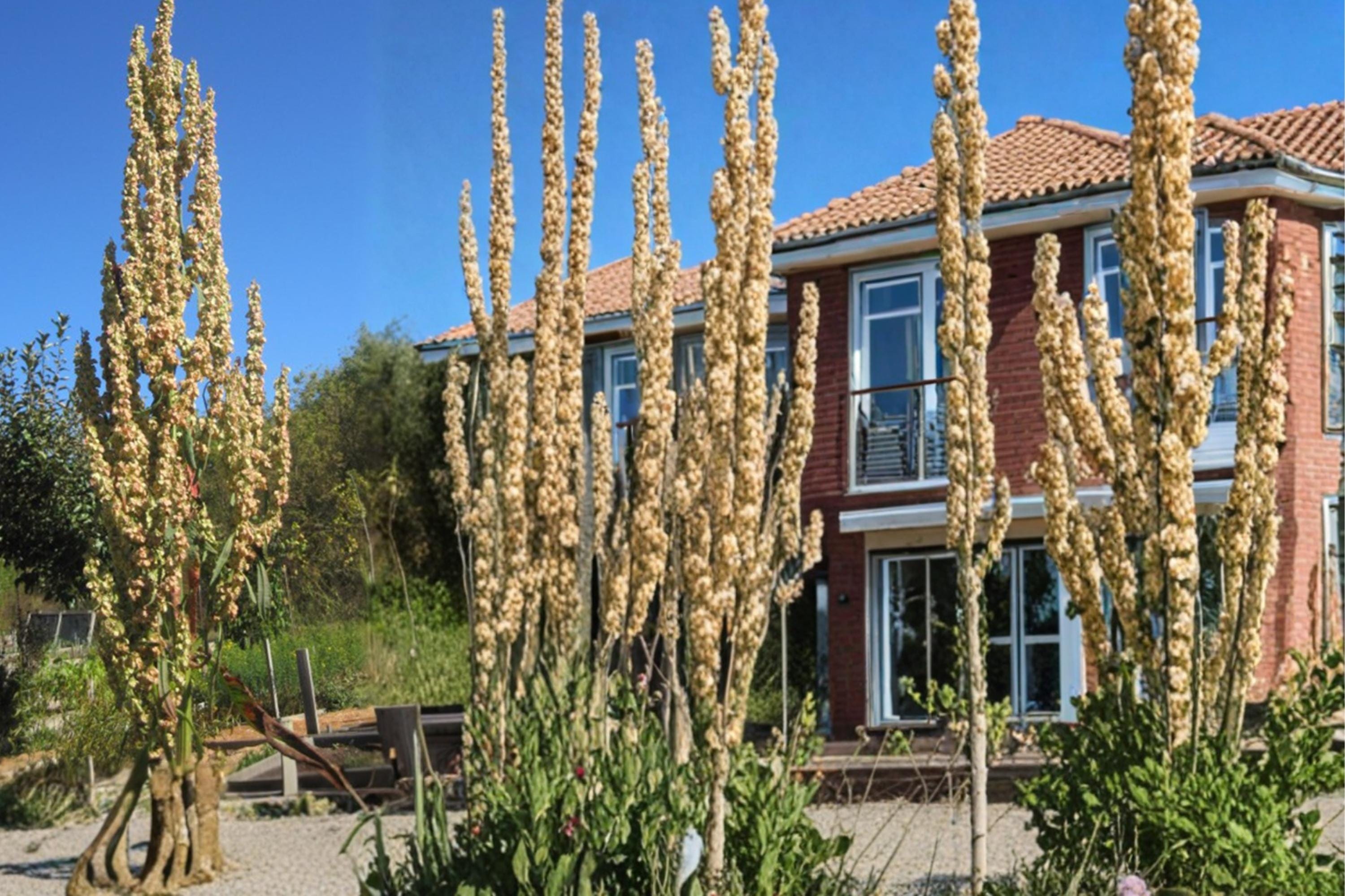 Great Water Dock Seeds – Rumex orbiculatus, Moisture-Loving Perennial for Wetlands, Pond Edges & Marsh Areas