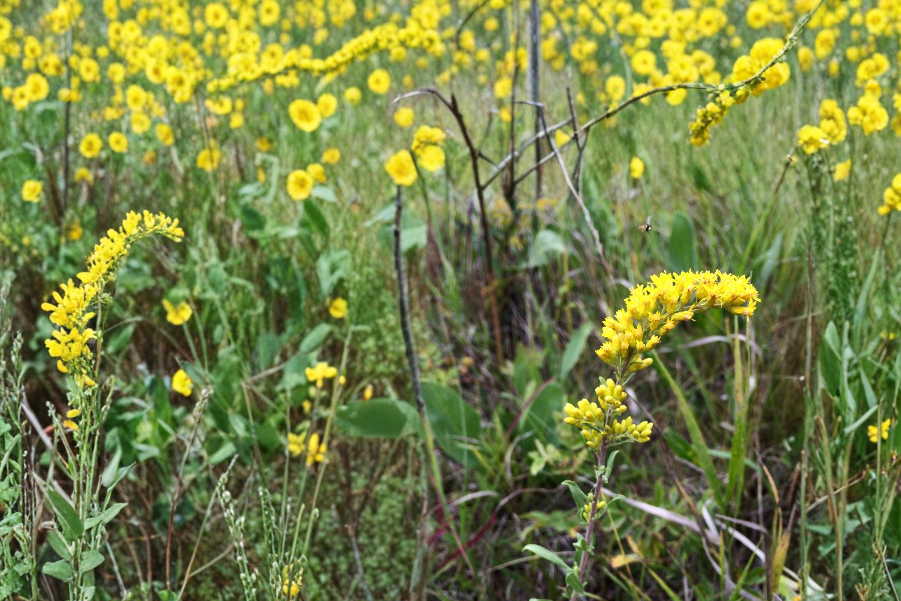 Old Field Goldenrod Seeds – Solidago nemoralis, Native Perennial with Yellow Flowers, Drought Tolerant Meadow & Prairie Plant