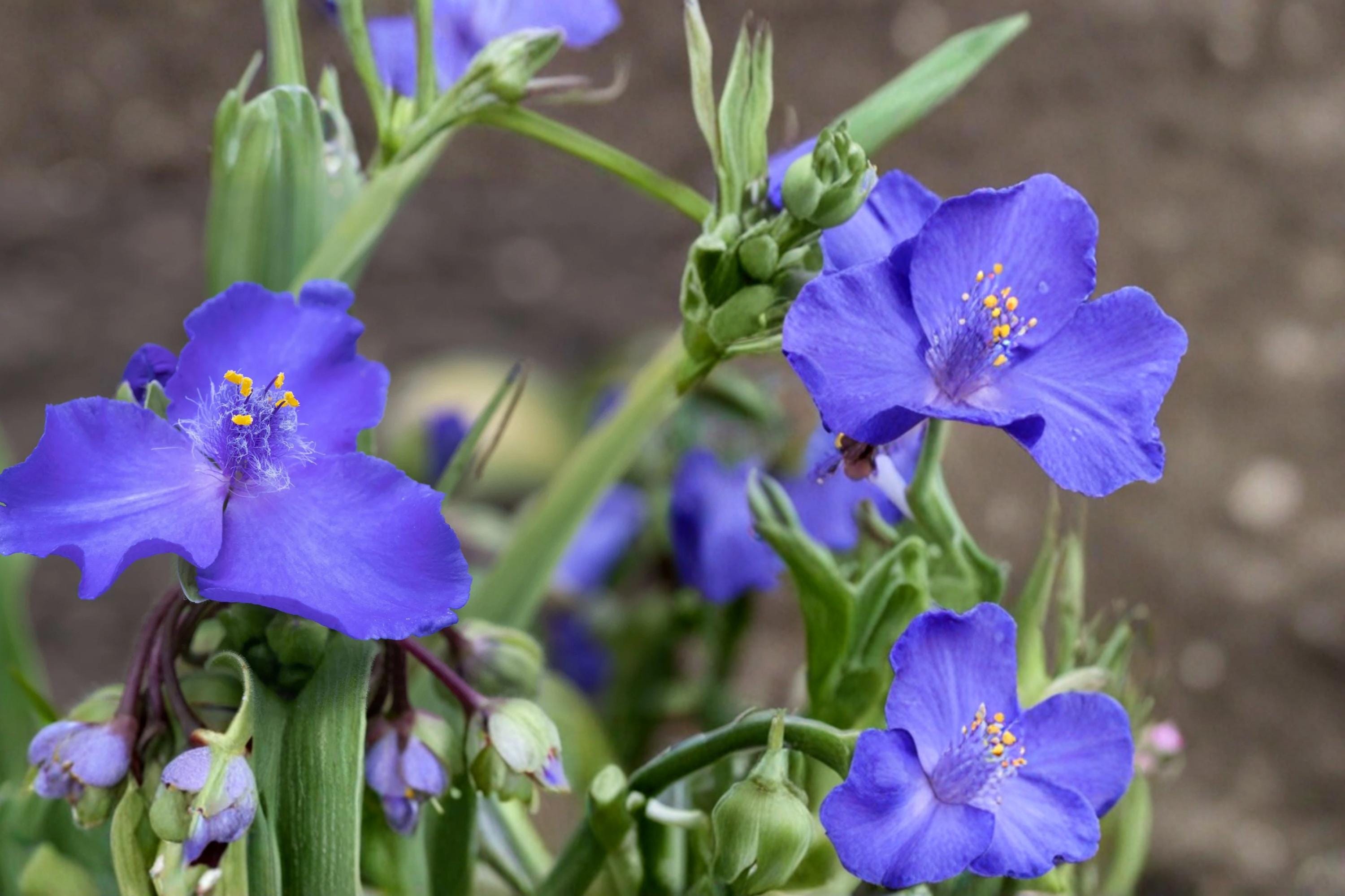 Western Spiderwort Seeds – 25 Pack, Native Perennial with Blue to Purple Flowers, Drought Tolerant, Prairie and Wildflower Garden Plant