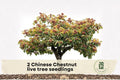 Chinese Chestnut Live Tree Seedlings - 1-2 Year Old Nut Tree Plants, Castanea mollissima for Outdoor Gardens and Landscaping