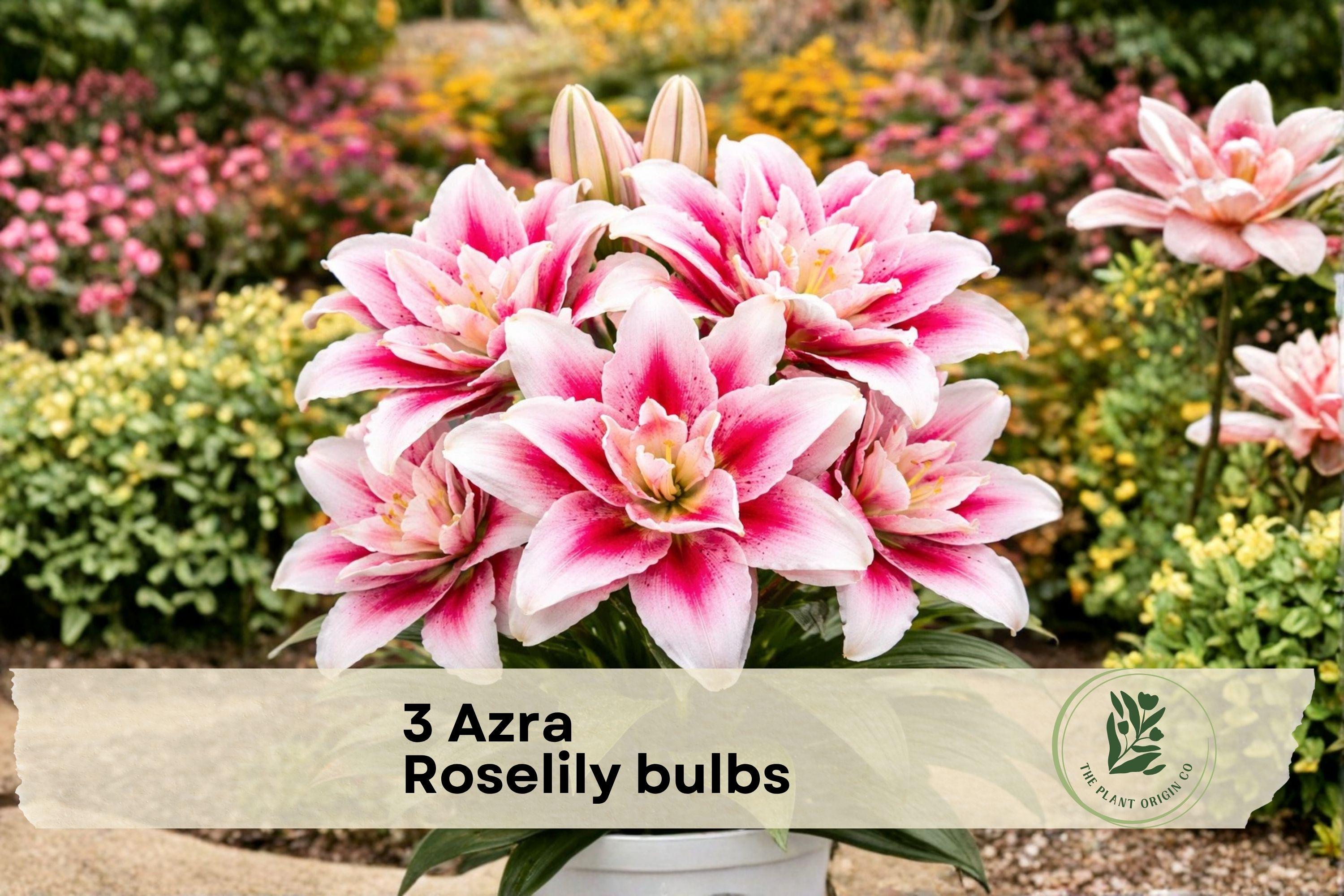 Azra Roselily Flower Bulbs - Double Pink Pollen-Free Oriental Lily Lilium orientalis for Garden Beds & Borders