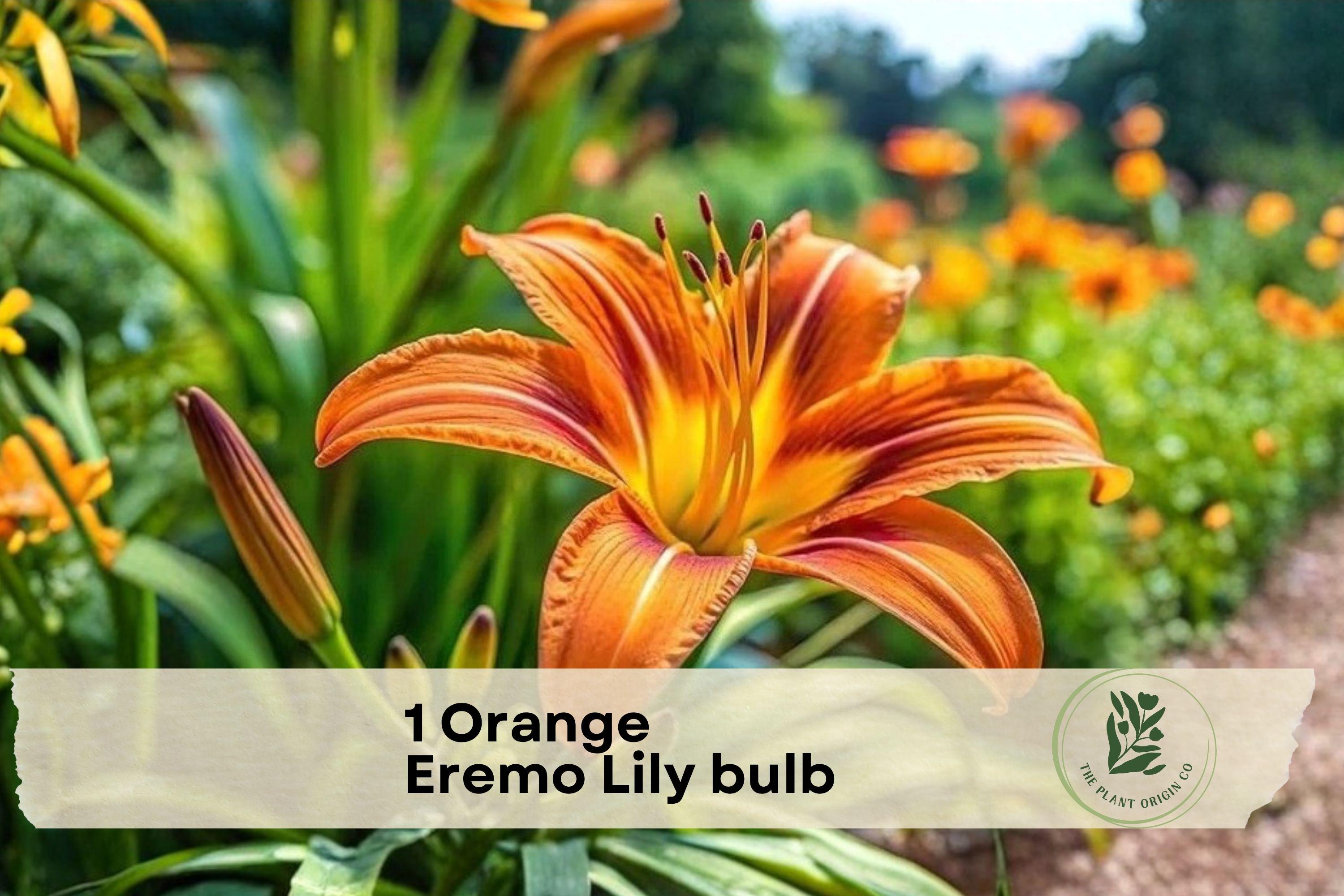 Orange Eremo Lily Bulb - Perennial Flower Bulb for Garden Beds & Borders, Vibrant Orange Blooms, Lilium spp.