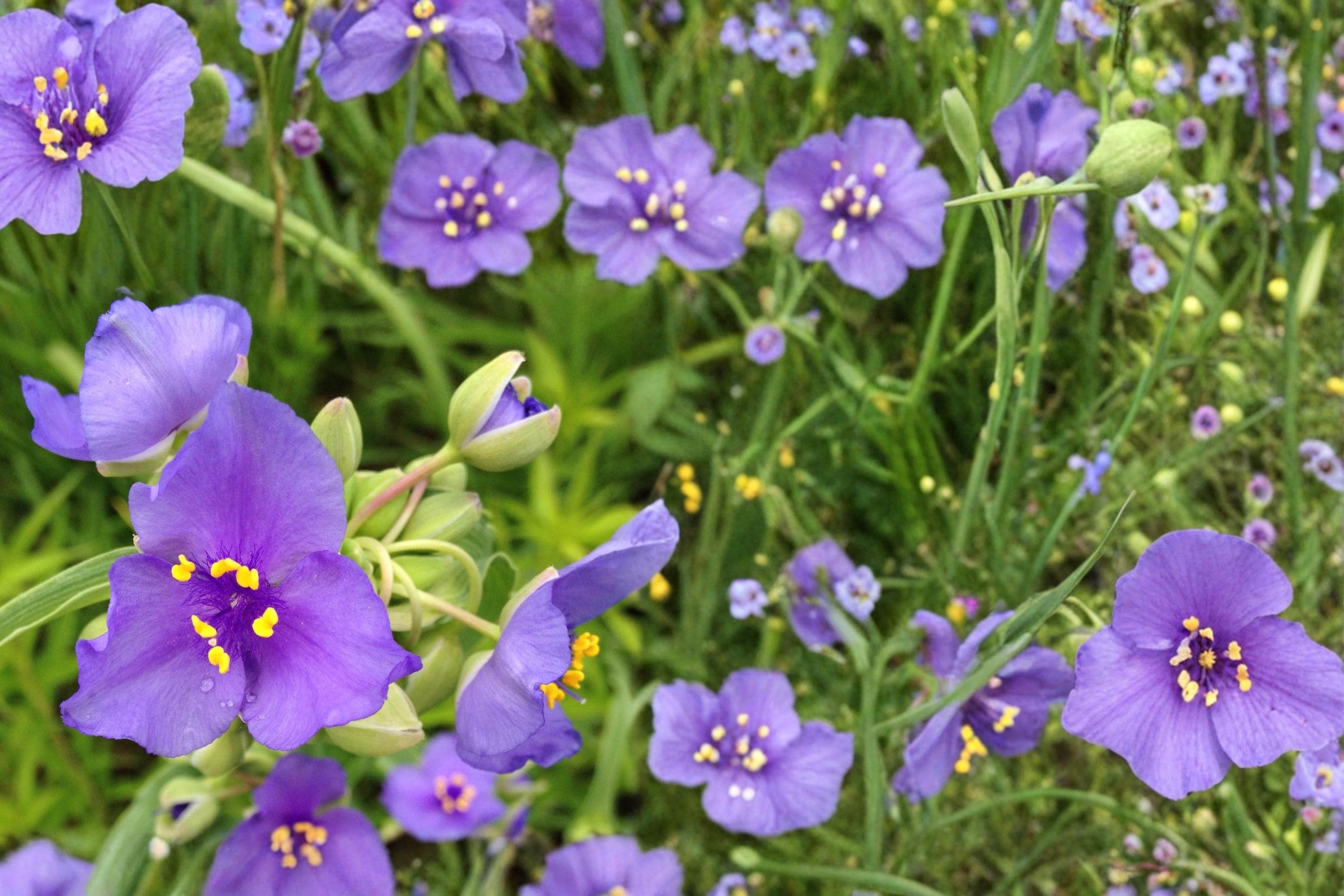 Ohio Spiderwort Seeds – 25 Pack, Tradescantia ohiensis, Native Perennial with Blue-Violet Flowers for Prairie, Garden & Border Plantings