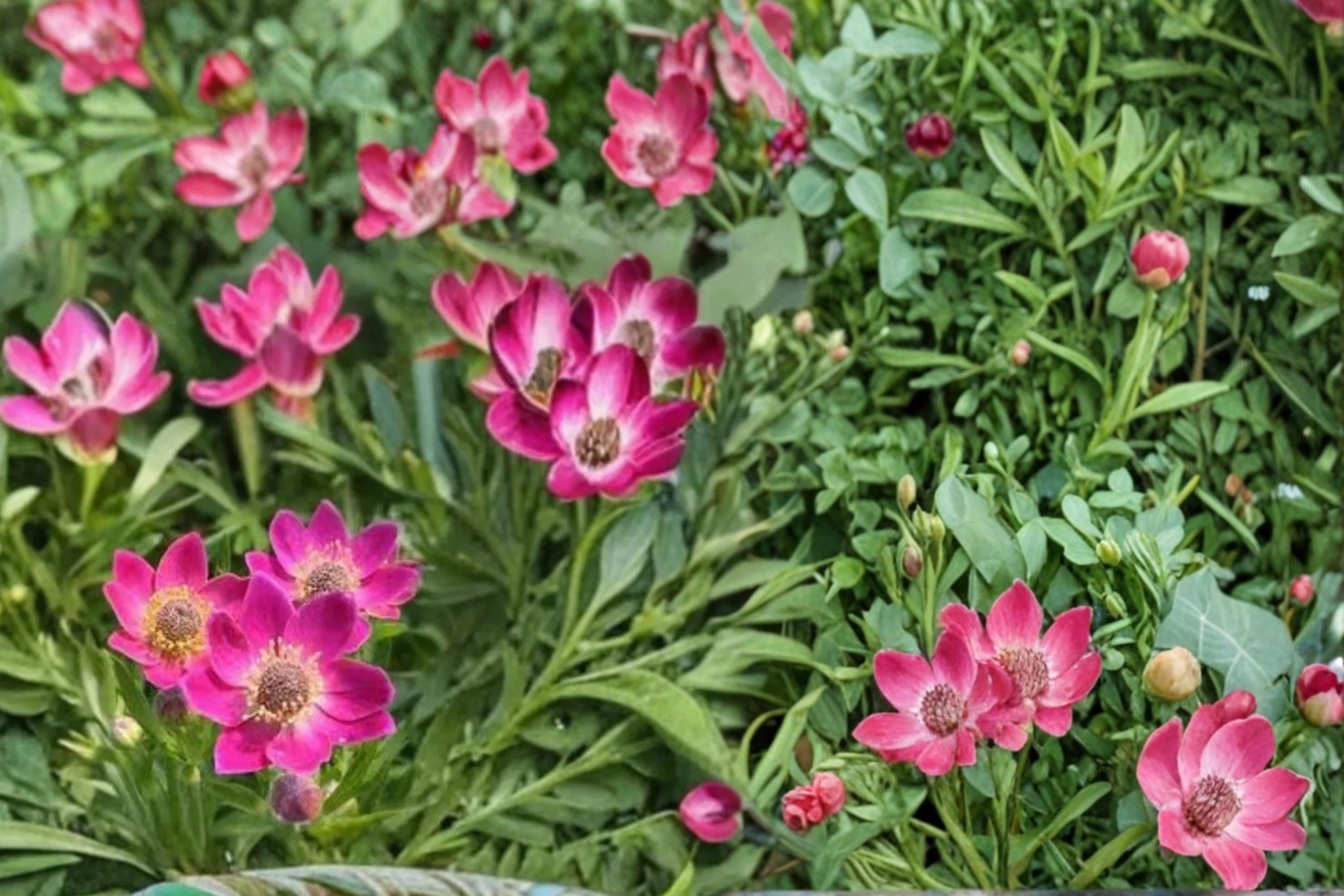 Windflower Seeds 100 Pack Anemone multifida Herbaceous Perennial for Rock Gardens & Meadows