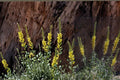 Prince's Plume Seeds – Herbaceous Perennial, Bright Yellow Flowers, Blue-Green Foliage, Stanleya pinnata, Drought Tolerant, Xeriscape