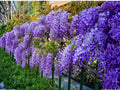 Purple Wisteria Vines – Climbing Plant, Cascading Purple Flowers, Wisteria sinensis, Live Bare Root, 12-18 Inches
