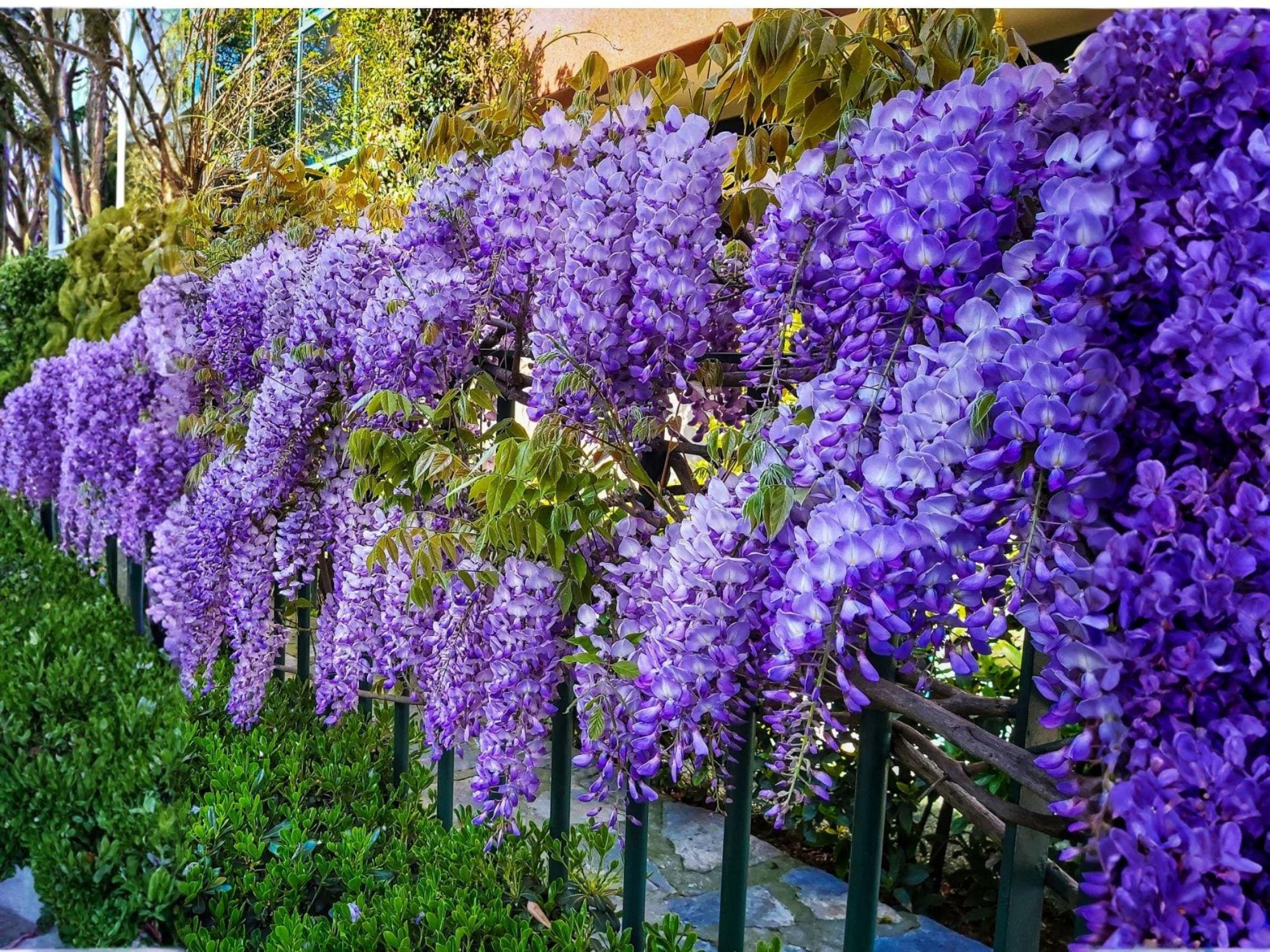 Purple Wisteria Vines – Climbing Plant, Cascading Purple Flowers, Wisteria sinensis, Live Bare Root, 12-18 Inches