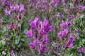 Showy Locoweed Seeds – Oxytropis lambertii – Perennial Wildflower with Purple to Pink Pea-Like Flowers for Dry Gardens