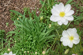 Pale Evening Primrose Seeds 100 Oenothera pallida Herbaceous Perennial White Pink Drought Tolerant Xeriscape Plant