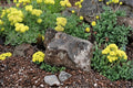 Sulfurflower Buckwheat Seeds 100 Eriogonum umbellatum Herbaceous Perennial for Dry Landscapes, Rock Gardens, Xeriscape