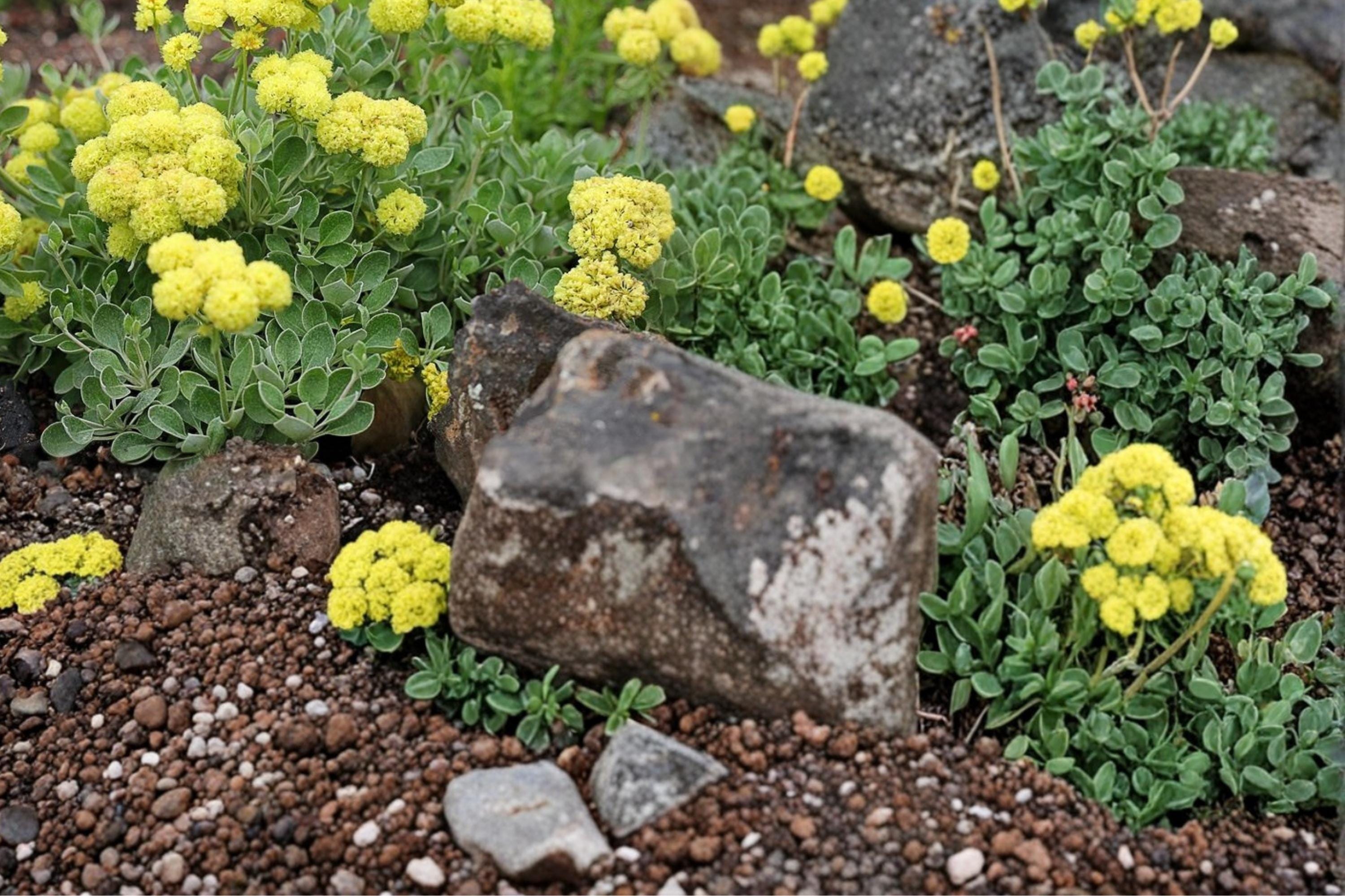 Sulfurflower Buckwheat Seeds 100 Eriogonum umbellatum Herbaceous Perennial for Dry Landscapes, Rock Gardens, Xeriscape