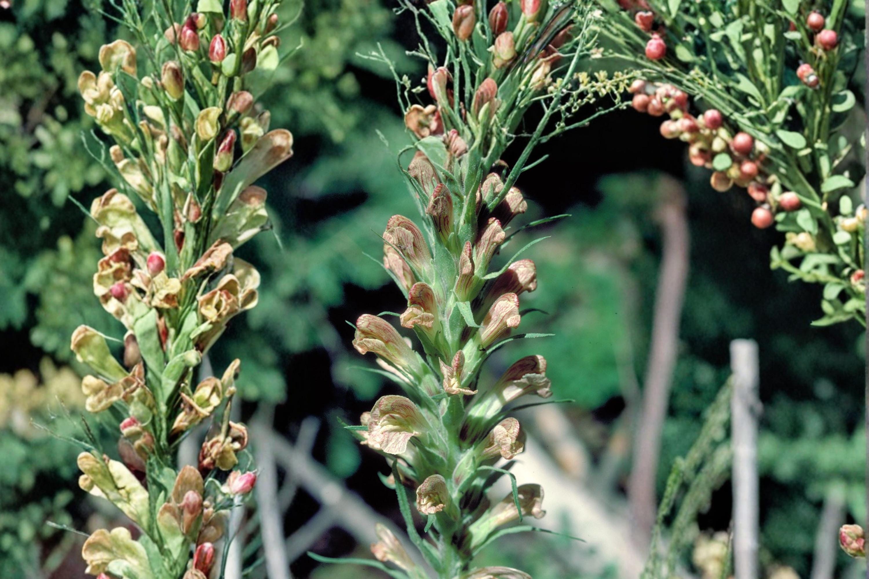 Giant Lousewort Seeds – Pedicularis procera – Perennial Wildflower with Pale Yellow to Cream Flowers for Meadow & Woodland Gardens