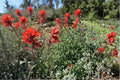 Showy Indian Paintbrush Seeds – Castilleja angustifolia var. dubia – Native Perennial with Red to Orange Bracts for Prairie and Meadow Gardens