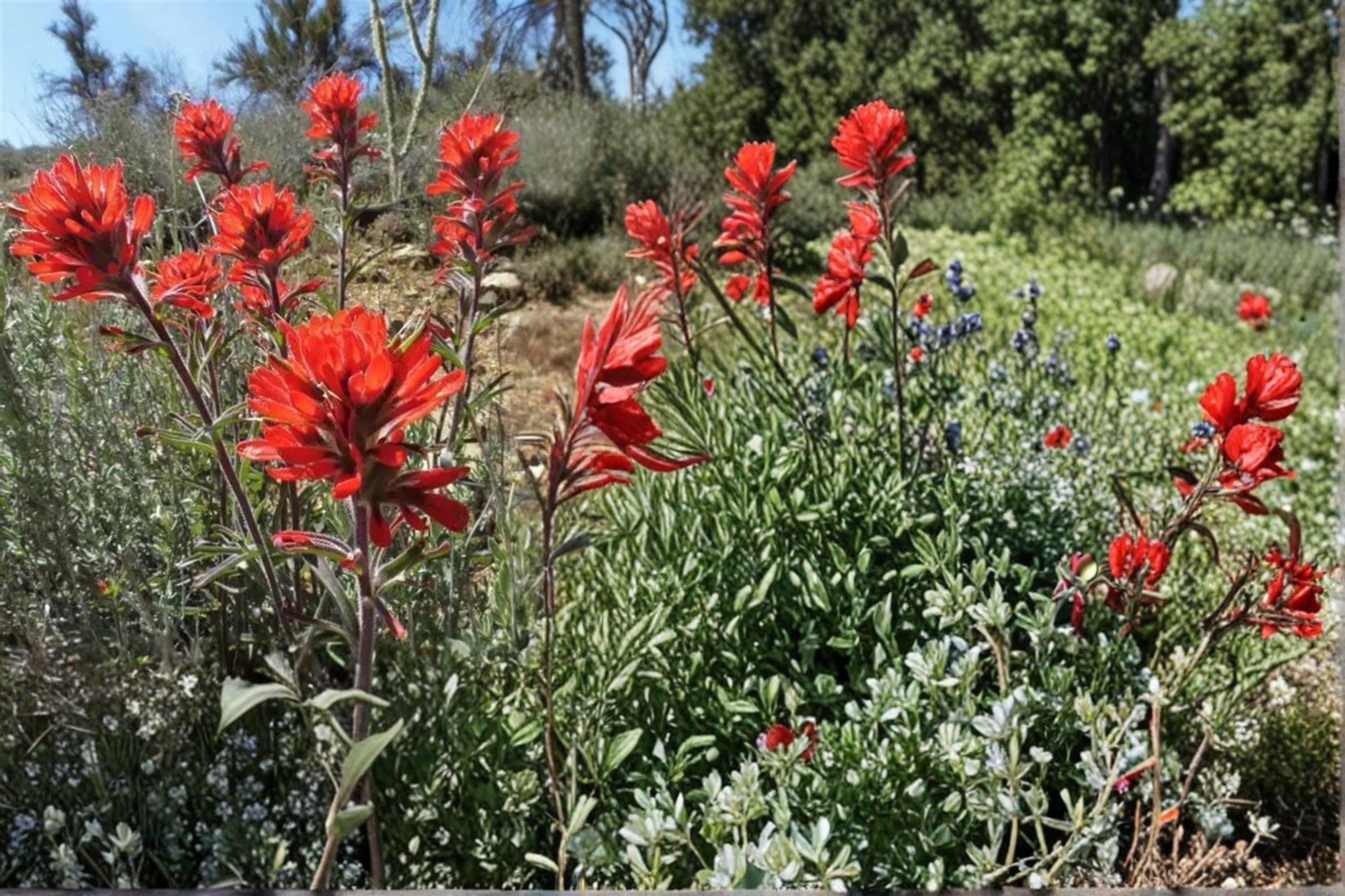 Showy Indian Paintbrush Seeds – Castilleja angustifolia var. dubia – Native Perennial with Red to Orange Bracts for Prairie and Meadow Gardens