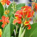 Lucifer Canna Lily Bulbs | 5 Bulbs | Canna indica Tropical Red Blooms | Ornamental Perennial for Garden, Border, Patio