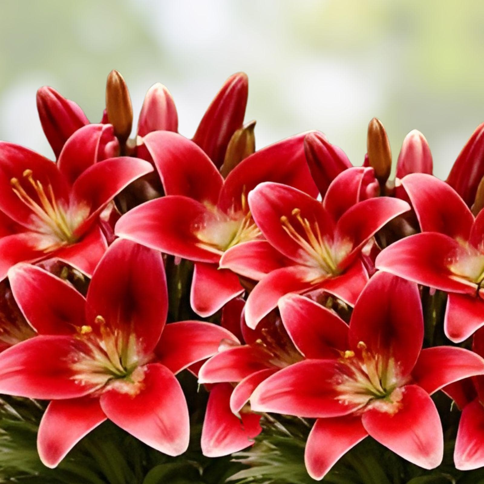 Armandale Hybrid Lily Bulbs 10 Pack | Red Flower Perennial | Lilium ‘Armandale’ | Summer Blooming Bulbs