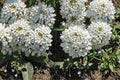 Empress Candytuft Seeds – Iberis amara Herbaceous Annual with White Dense Flower Clusters, Border and Edging Plant, 100 Seeds