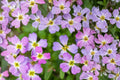 Virginia Stock Seeds 100 Pack – Malcolmia maritima Herbaceous Annual with Fragrant Pink, Purple & White Flowers