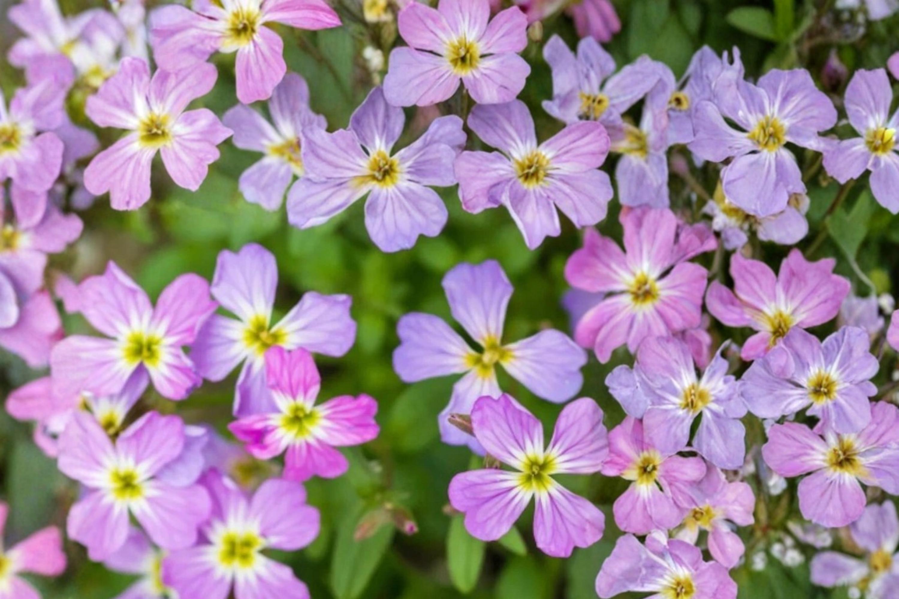 Virginia Stock Seeds 100 Pack – Malcolmia maritima Herbaceous Annual with Fragrant Pink, Purple & White Flowers