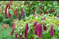 Love Lies Bleeding Seeds – Amaranthus caudatus – Deep Red Cascading Tassels, Annual Garden Flower Seed